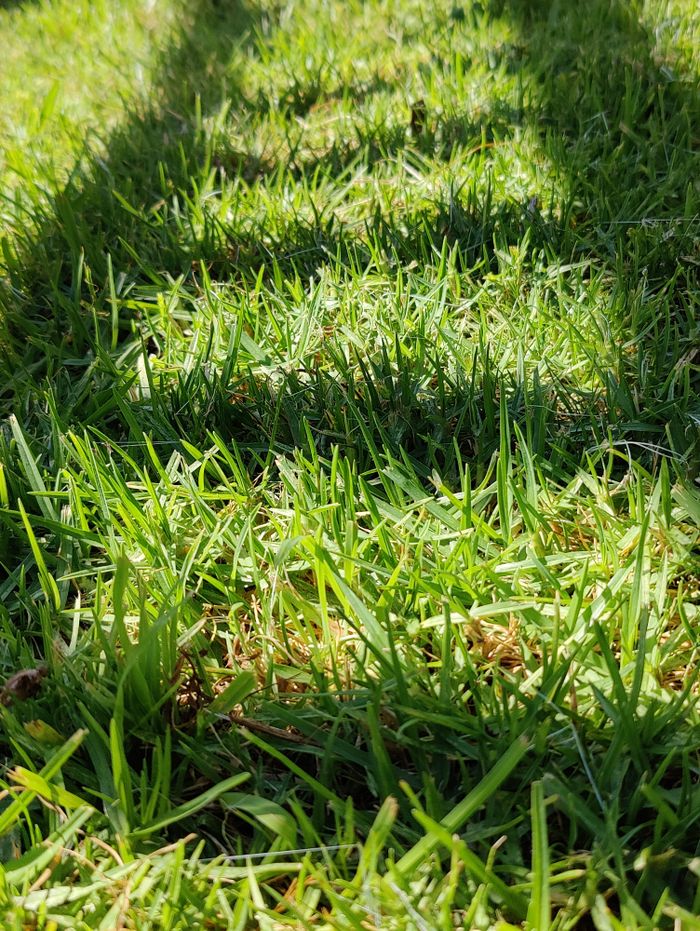 Close-up of vibrant green grass with soft shadows under sunlight.